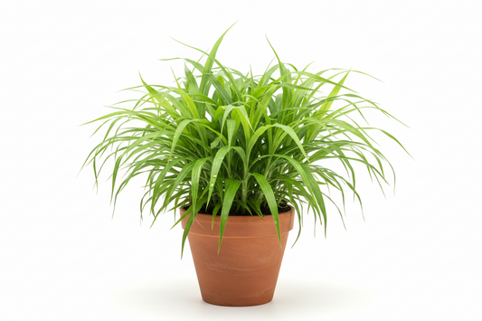 Af Citronella